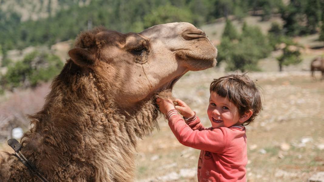 Sarıkeçili Yörüklerinin develer ve keçilerle Konya’ya zorlu göç yolculuğu 7